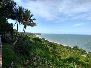 beach with palm trees