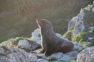 Brown furry seal laying on the rocky sea shore off the south Pacific coast of New Zealand