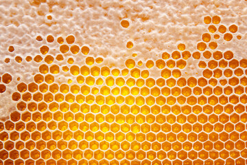 Fresh bee honey in combs. natural food background texture