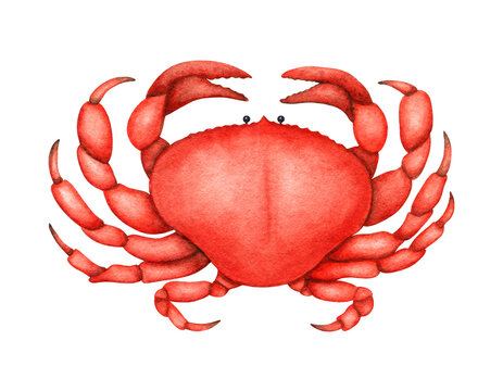 recommend clip art: Watercolor red crab. Sea life illustration. Ocean underwater shellfish, wildlife animal. Fresh Summer tasty Seafood. Hand drawn clip art, element isolated for print design, patterns, restaurant menu