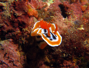 A Chromodoris Magnifica nudibranch crawling Boracay Island Philippines 