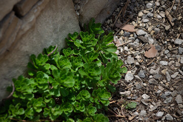 ivy growing on a wall