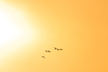 Sunset view of a flock of birds flying directly across the bright, shining sun during springtime in northern Canada. Woods, boreal forest below. 