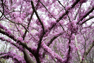 pink and purple tree