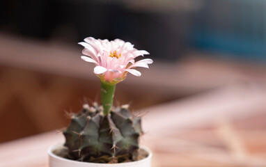 cactus flower in a pot