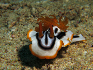 A Chromodoris Magnifica nudibranch crawling Boracay Island Philippines