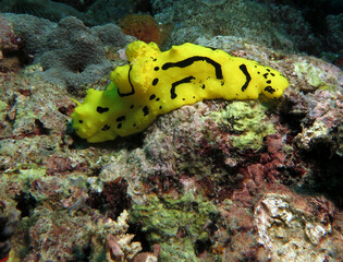 A Minor Notodoris nudibranch  Boracay Island Philippines