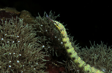 A Schultz pipefish on soft corals Panagsama beach Cebu Philippines