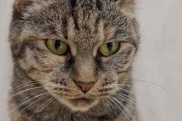 Naklejka na ściany i meble portrait of a cat with green eyes close-up