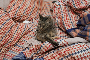 domestic cat licks itself on the bed
