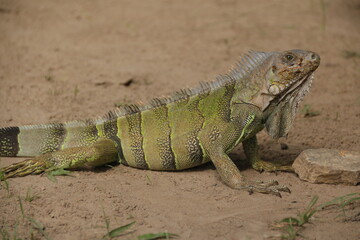 iguana