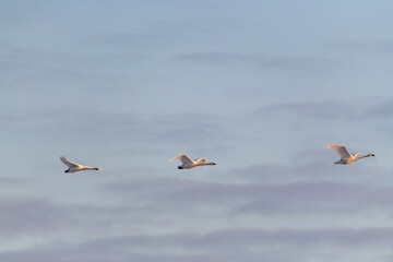 Flock of large white trumpeter swans flying in motion with a blue sky natural mountain background. Taken in April during their migration to the northern Alaska for the summer season.
