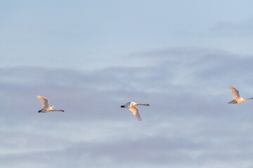 Flock of large white trumpeter swans flying in motion with a blue sky natural mountain background. Taken in April during their migration to the northern Alaska for the summer season.