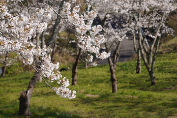 満開の桜並木、宮城県松島町西行戻しの松公園/Cherry blossom trees at park in Tohoku, Japan