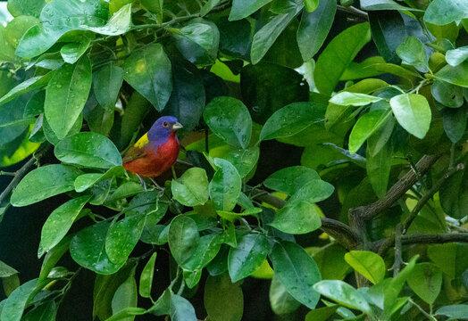 Perched on a ruby red grapefruit tree, a Colorful male painted bunting bird Passerina ciris