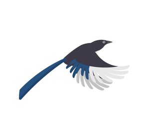 Magpie isolated on white background, bird cartoon comic vector illustration icon