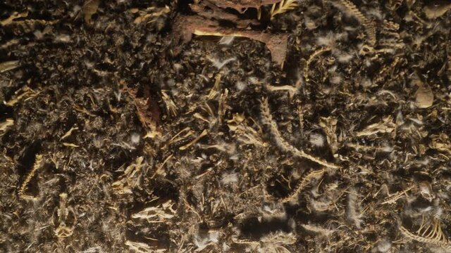 This video shows dermestid beetles eating away at rodent remains.