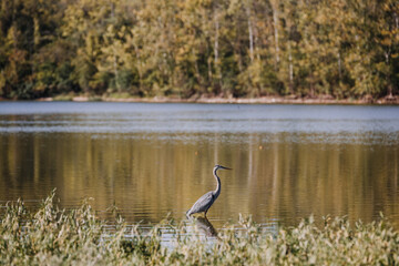 blue heron