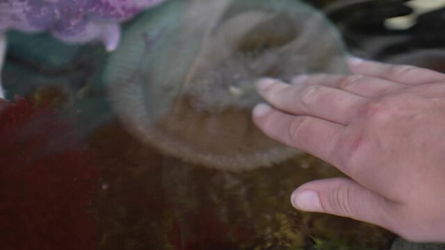This video shows a hand touching a Sunburst anemone (Anthopleura sola) under water as the anemone puckers it's tentacles.