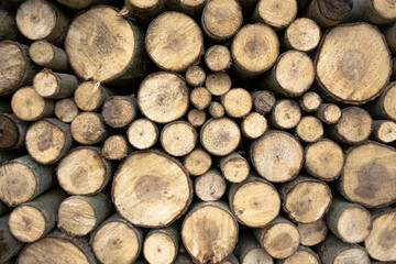 Felling Cut Tree Trunks of poplar wood. Raw  Poplar Harvesting