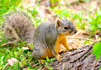 Squirrel Looking Forward Near a Tree
