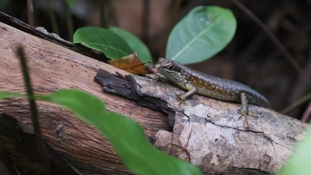African lizard sits on a log in the rainforest, Zanzibar. Close-up. African Striped Skink - Trachylepis striata, a beautiful common lizard from African woodlands and gardens. East Africa, Tanzania.