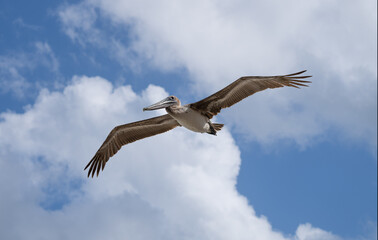 pelicans flying near the beach with ocean