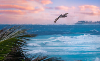 Fototapeta na wymiar pelicans flying near the beach with ocean