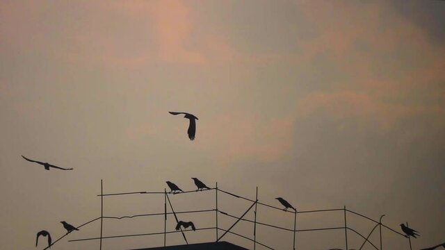 A group of birds in silhouette perched on a wire fence at sunset in Bangladesh