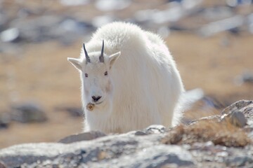 Mountain Goat brings Flower