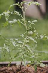 tomato plant growing in a garden