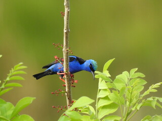 blue bird on a branch
