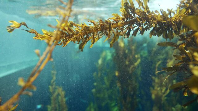 This underwater video shows kelp beds ebbing and flowing with the waves.
