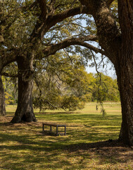 Fototapeta na wymiar Unoccupied bench under Live Oak trees with hanging Spanish Moss invites one to sit and take in the beautiful view.