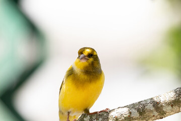 Bright yellow male Atlantic Canary bird Serinus canaria - obrazy, fototapety, plakaty