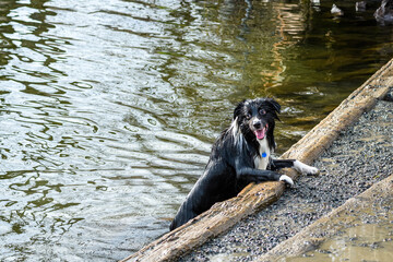 Obraz na płótnie Canvas Happy black and white dog climbing out of the river onto a wet gravel bank 