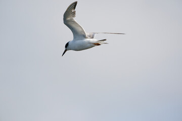 Fototapeta na wymiar Tern in flight
