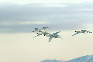White, arctic trumpeter swans flying across a northern Canadian spring time landscape in April on their way to breeding grounds at the Bering Sea with towering mountains in background.  
