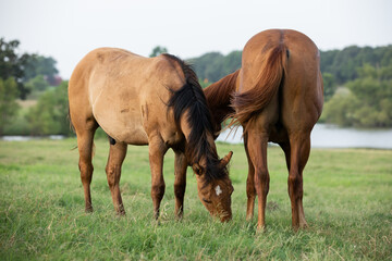 Obraz na płótnie Canvas Quarter Horse Yearlings in Pasture