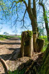 Obraz premium tree trunk in the forest at Buckow (Märkisch-Oderland, Brandenburg, Germany)