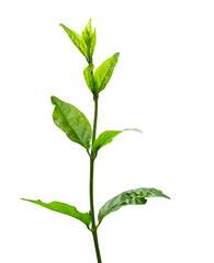 Green tea leaf isolated on white background. Clipping path