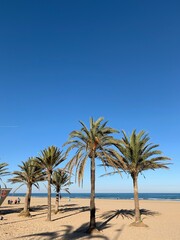 Fototapeta na wymiar Palm Trees On Beach Against Clear Blue Sky