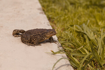 big brown frog in the grass