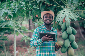 African farmer using tablet for  research a papaya in organic farm.Agriculture or cultivation...
