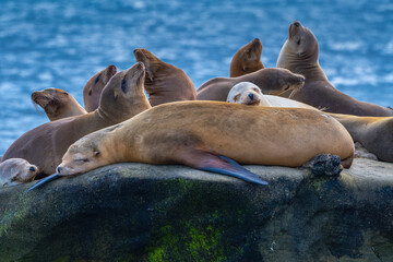 2021-04-14 A PACK OF SEALS SLEEPING ON THE CLIFFS NEAR LA JOLLA CALIFORNIA
