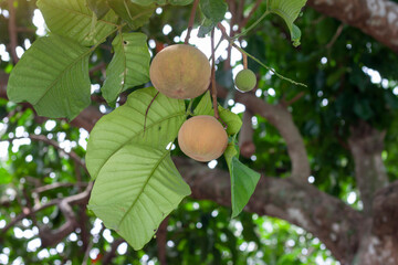 Santol or Sentul fruit (Sandoricum koetjape) on tree with sunlight on blur nature background. 