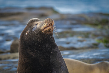  2021-04-14 A LARGE MALE SEA LION BASKING IN THE SUN IN LA JOLLA CALIFORNIA