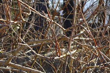 Branches with buds in early spring, blurred background from behind, sunny day
