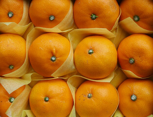 신선한 유기농 과일 귤, 천혜향 
