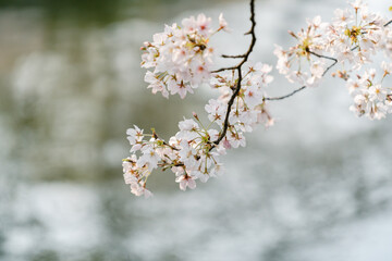 White cherry blossoms in the sun